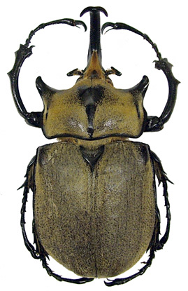Generic Guide to New World Scarab Beetles-Scarabaeidae-Dynastinae 